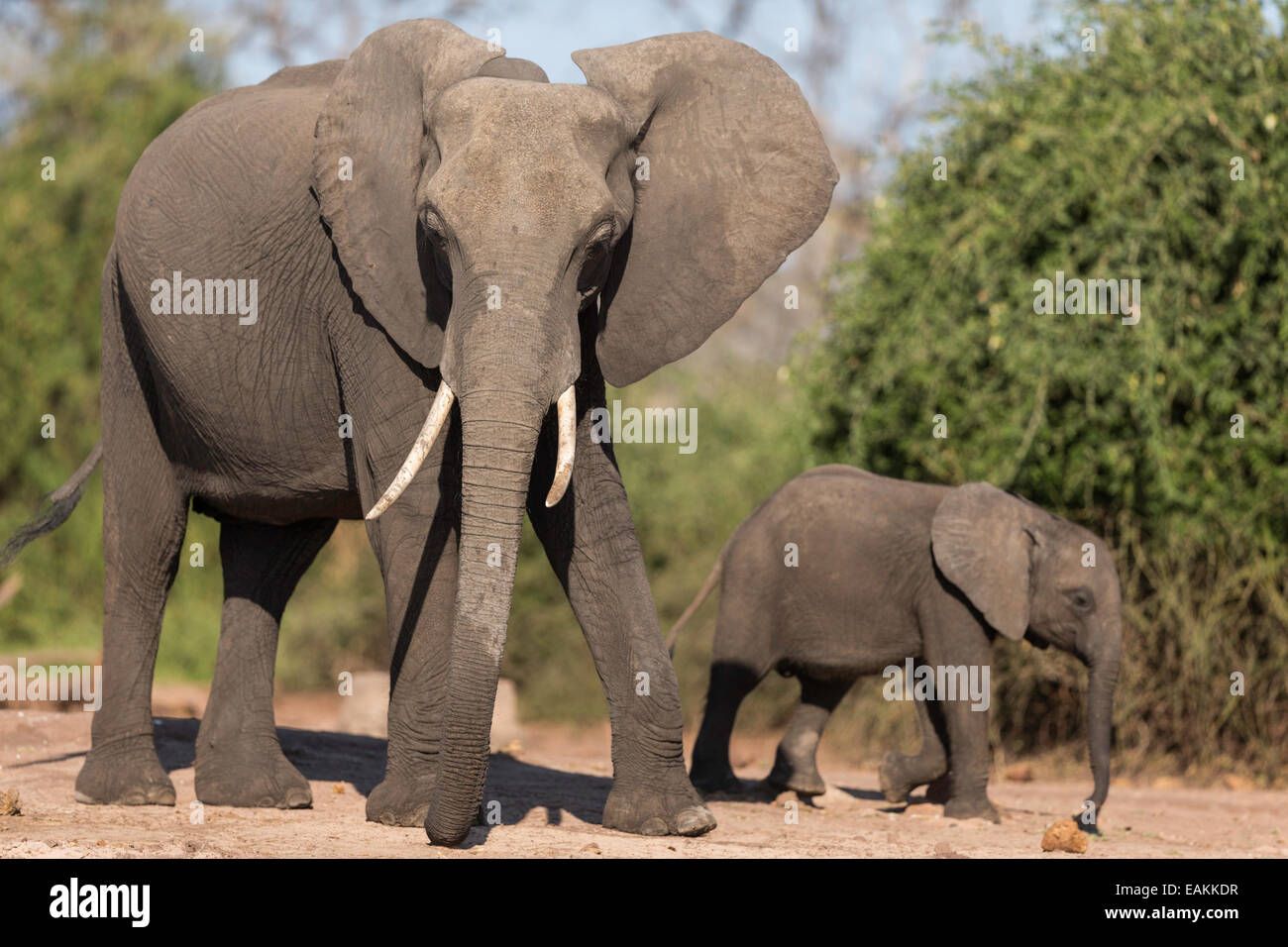 Con un bebé elefante río Chobe Kasane Foto de stock
