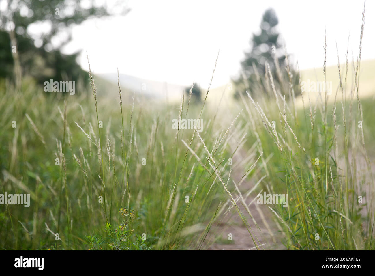 La hierba crece alta a lo largo de un sendero en el oeste de Montana. (Foto por Bess Brownlee) Foto de stock