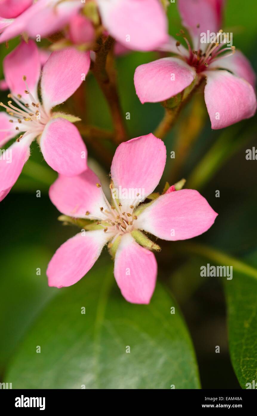 Hawthorn (India rhaphiolepis indica 'primavera') Foto de stock