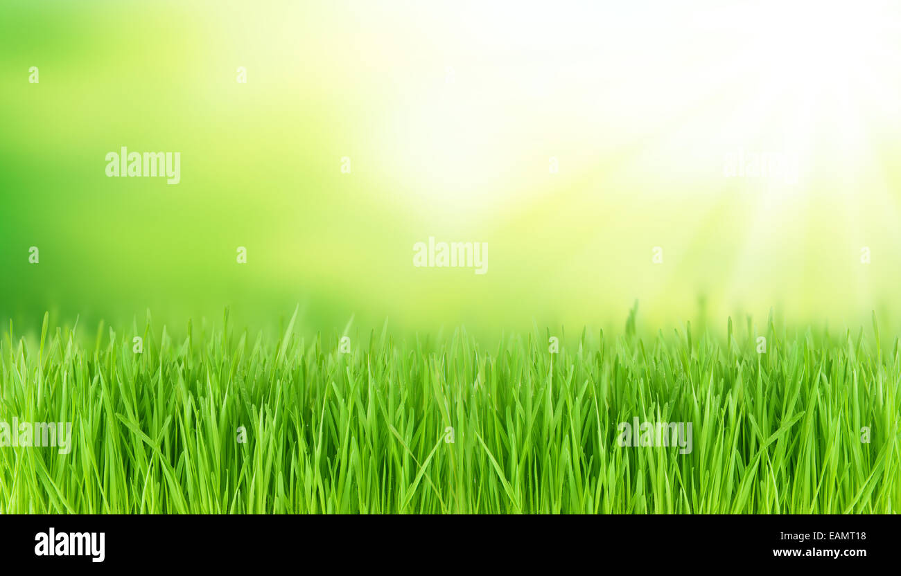 Primavera fresca pradera con espacio libre para texto Foto de stock