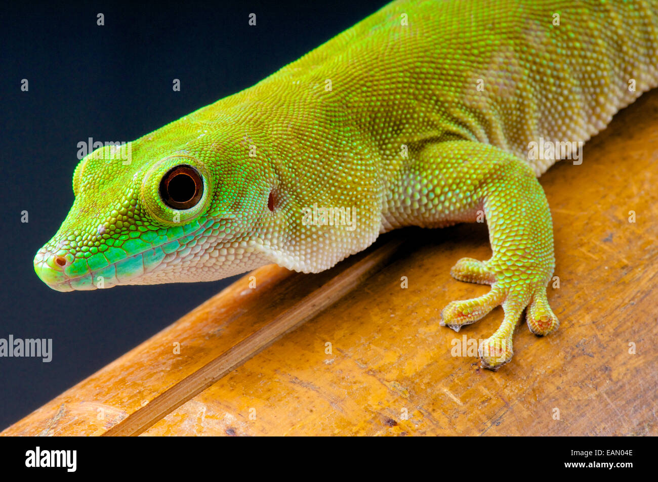 Koch's day gecko (Phelsuma kochi) Foto de stock