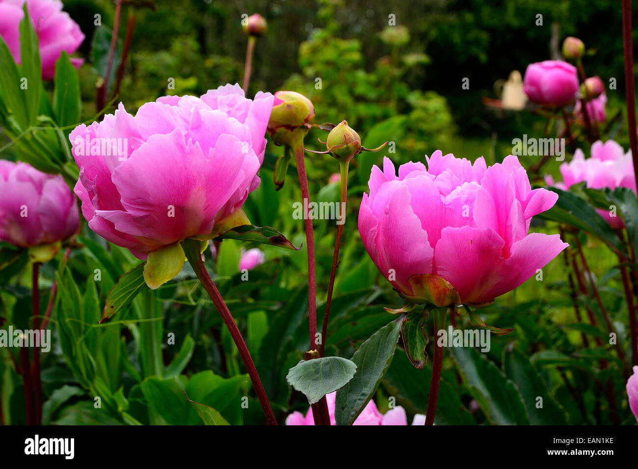 En un jardín de flores de Peonía (Paeonia lactiflora), en un jardín. Foto de stock