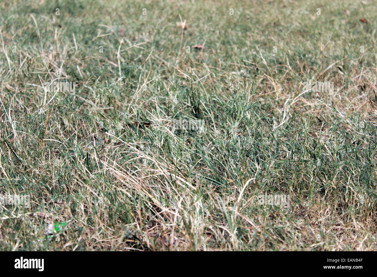 La hierba, verde, tierra, Nueva Delhi, India. Foto de stock