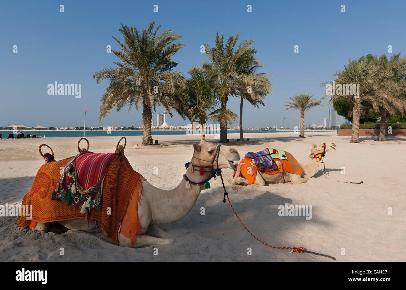 Abu Dhabi, Emiratos Árabes Unidos. Los camellos en la playa. Foto de stock