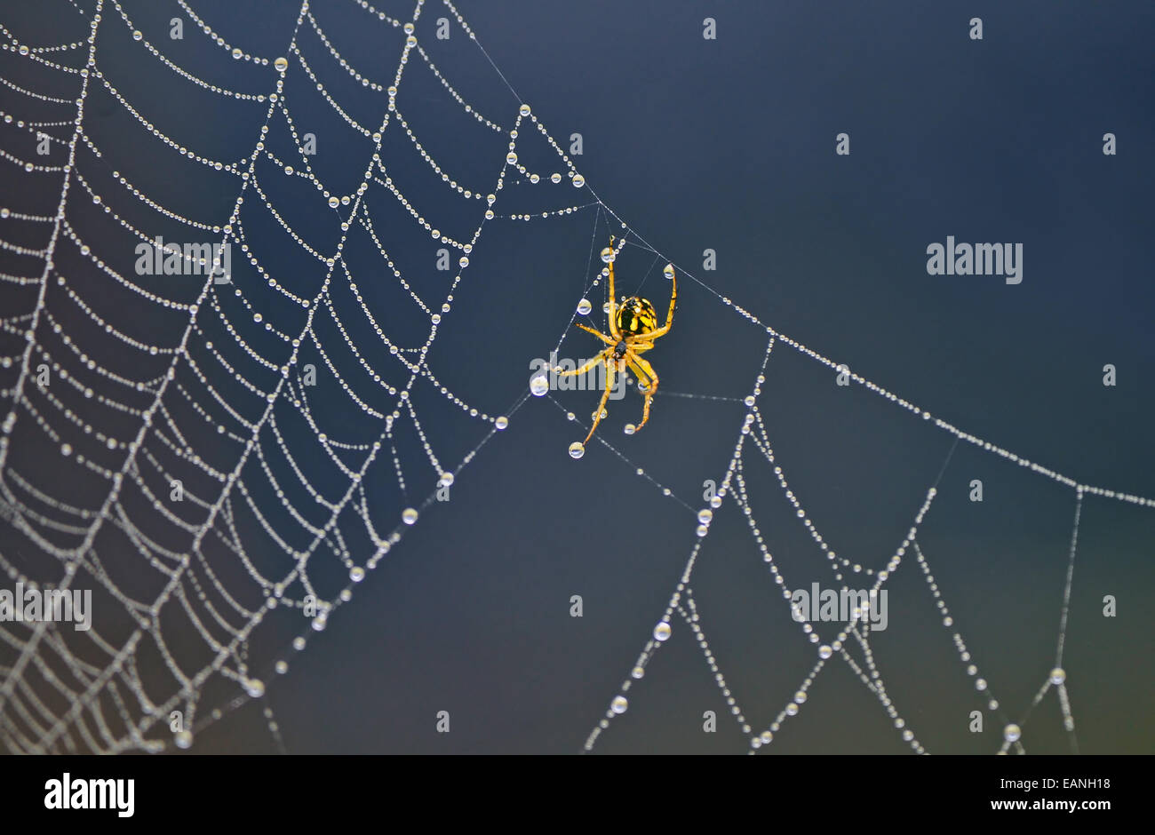 Araña amarilla sobre la telaraña con fondo azul. Foto de stock
