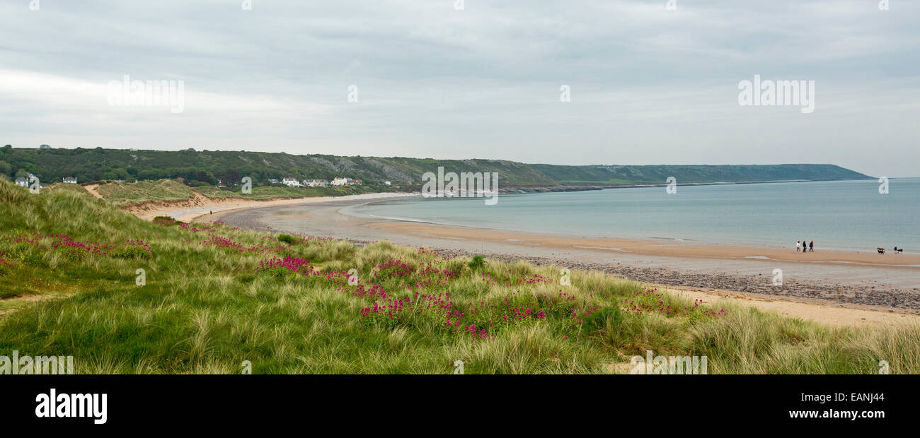 Playa de arena, una amplia bahía con hierba verde esmeralda y rojo flores silvestres sobre dunas bajas y casas de playa de Port Eynon en la distancia, en País de Gales Foto de stock