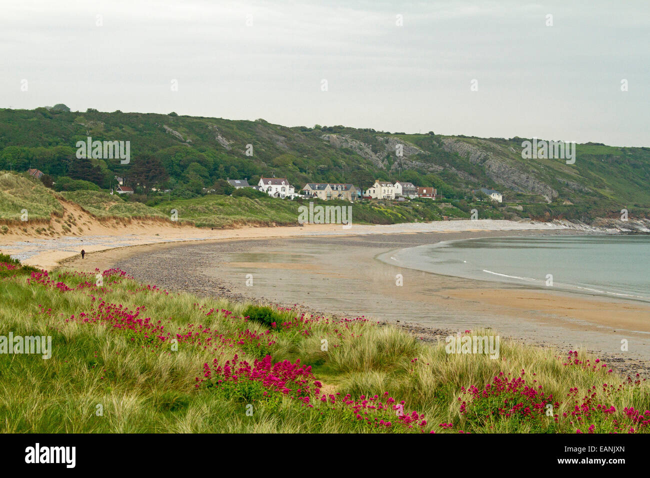 Playa de arena, una amplia bahía con hierba verde esmeralda y rojo flores silvestres sobre dunas bajas y casas de playa de Port Eynon en la distancia, en País de Gales Foto de stock