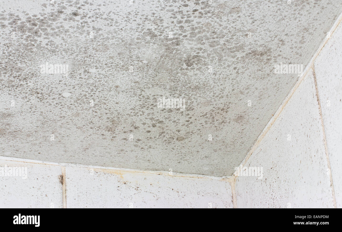 Moho en el techo se muestra en el interior de un baño de azulejo blanco una fuente común de daño insalubres y la decadencia. Foto de stock