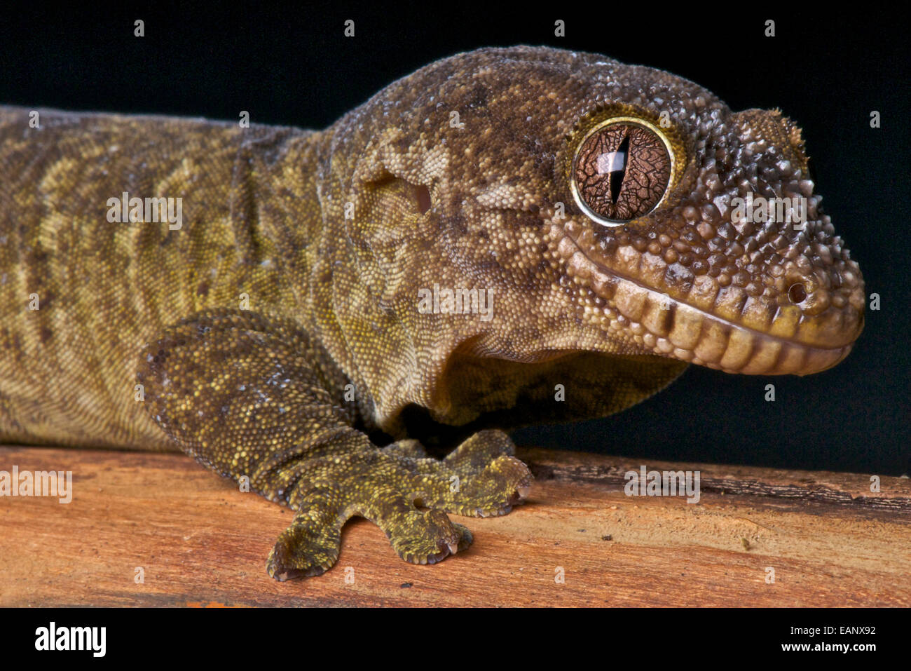 Menor accidentado / Rhacodactylus gecko snouted trachyrhymchus trachycephalus Foto de stock