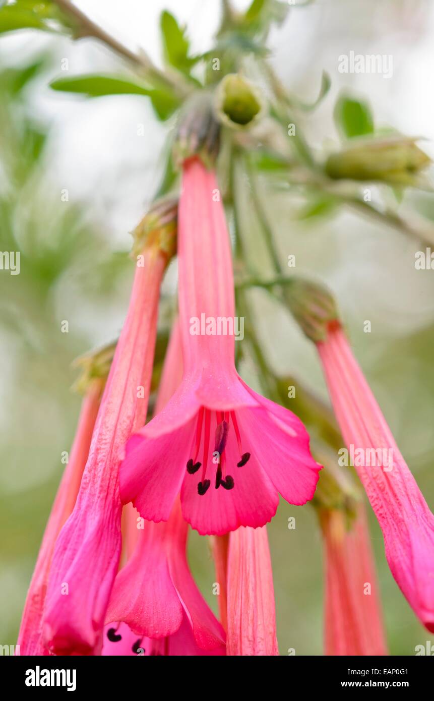 La flor sagrada de los incas (cantua buxifolia) Foto de stock
