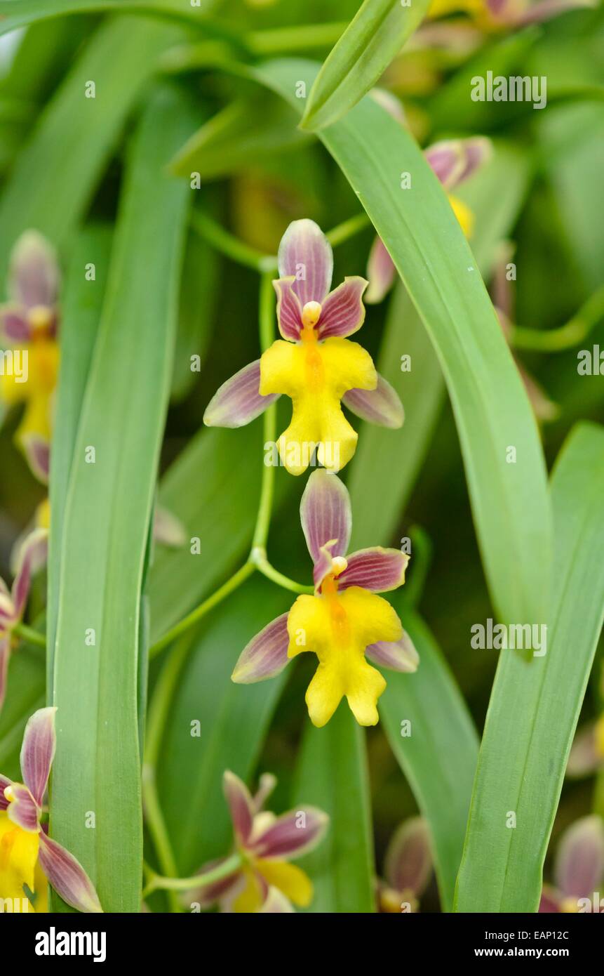 Orquideas oncidium fotografías e imágenes de alta resolución - Alamy