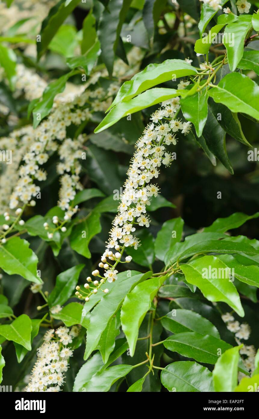 Plantas de laurel fotografías e imágenes de alta resolución Página 2
