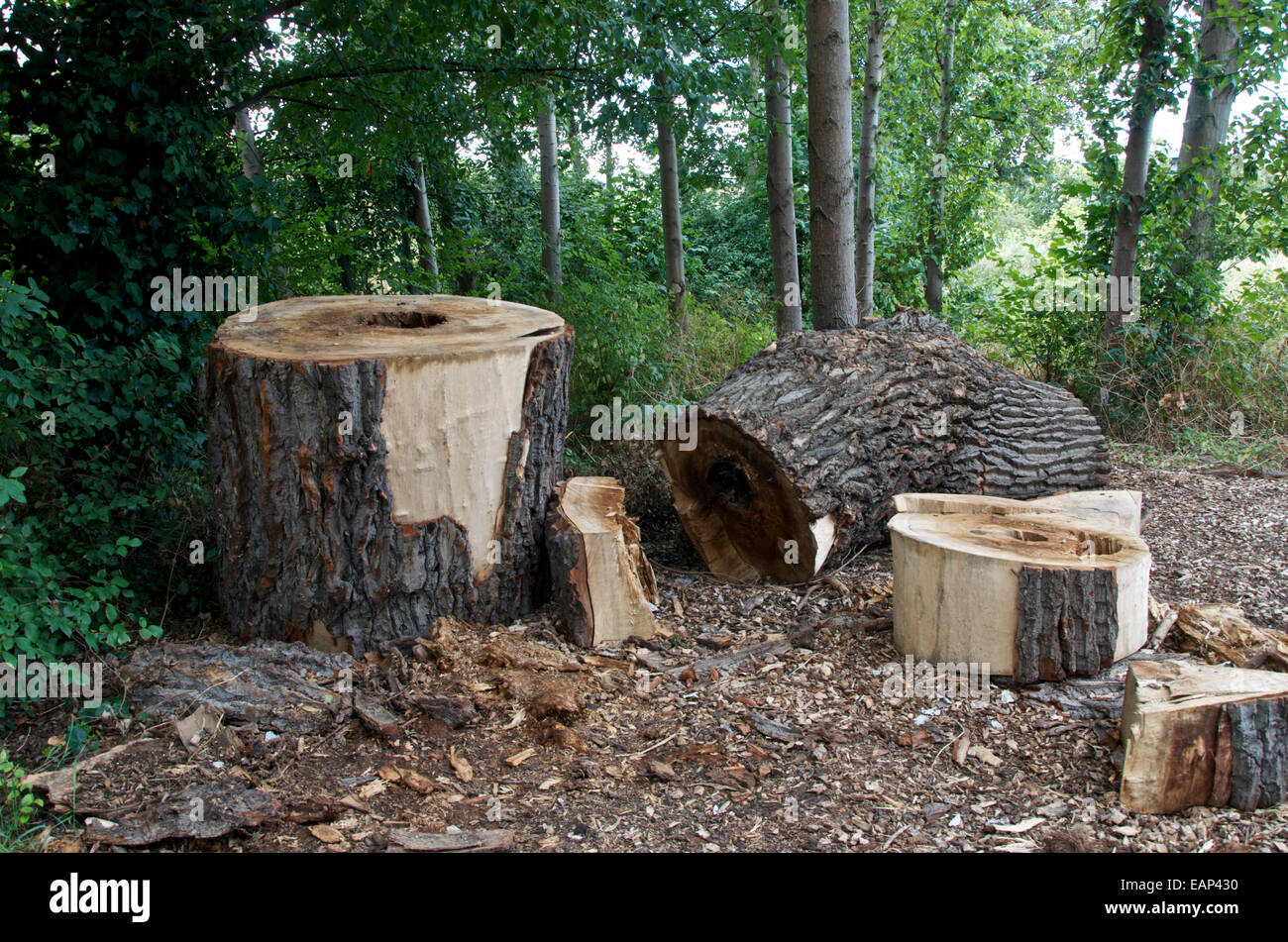 Un tronco de árbol talado cortados en secciones grandes en una zona boscosa Foto de stock