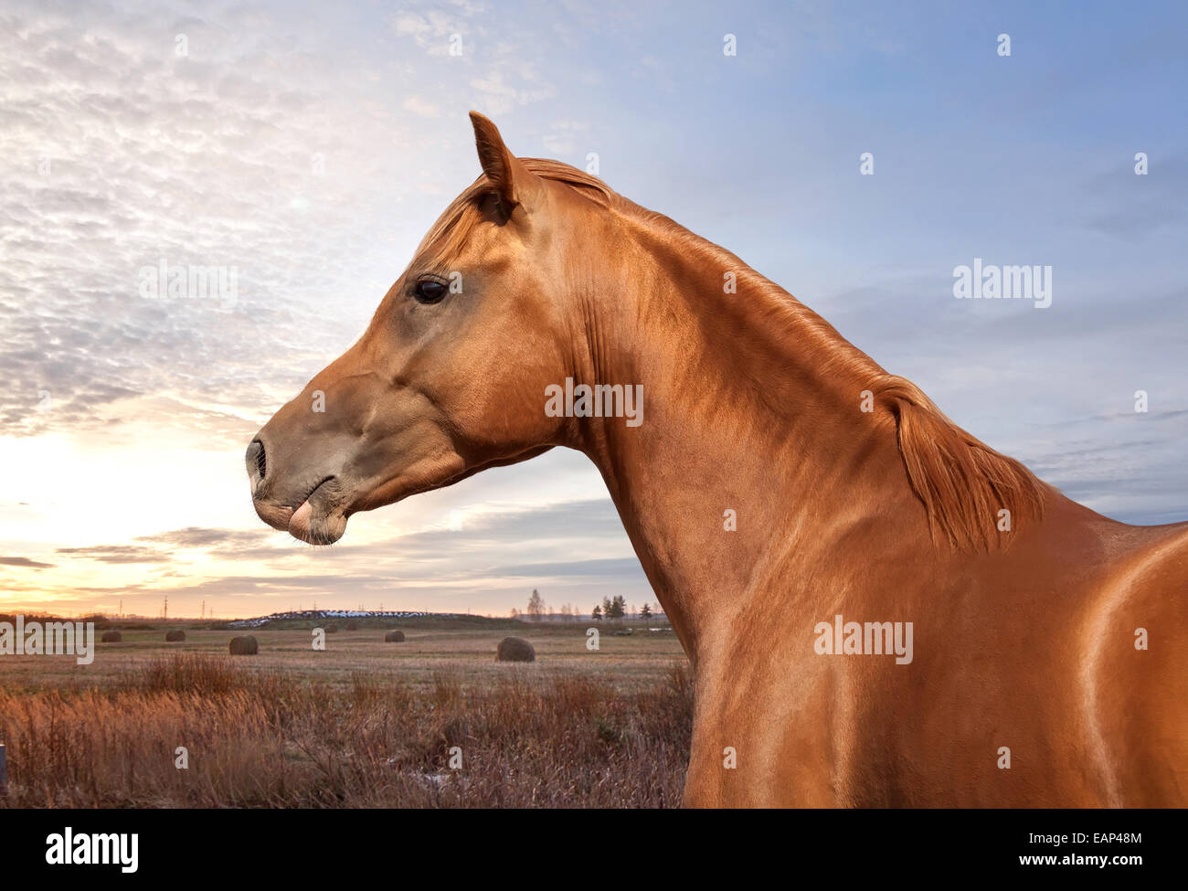 Don ruso caballo en sunset antecedentes Foto de stock
