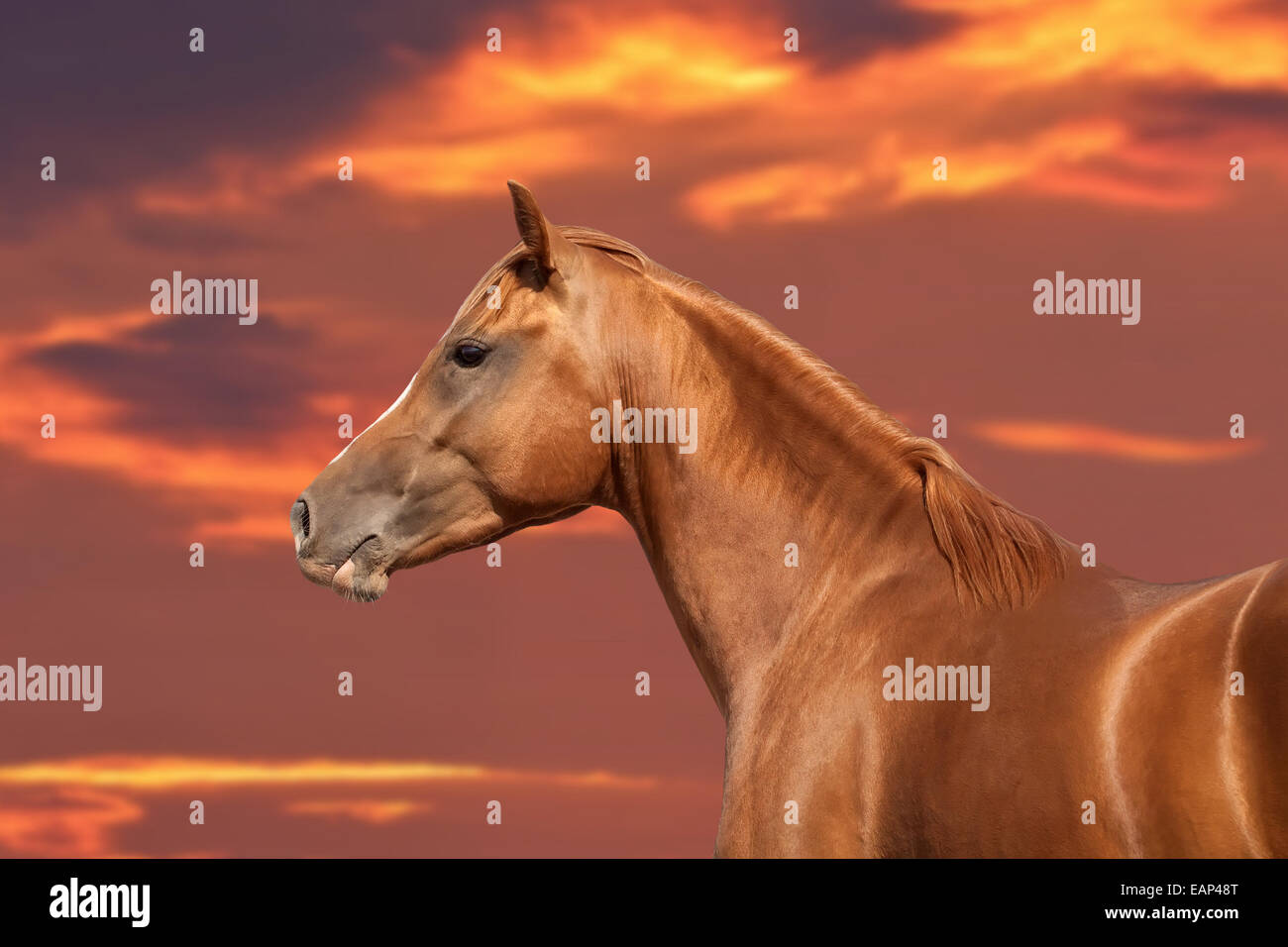 Don ruso caballo en sunset antecedentes Foto de stock