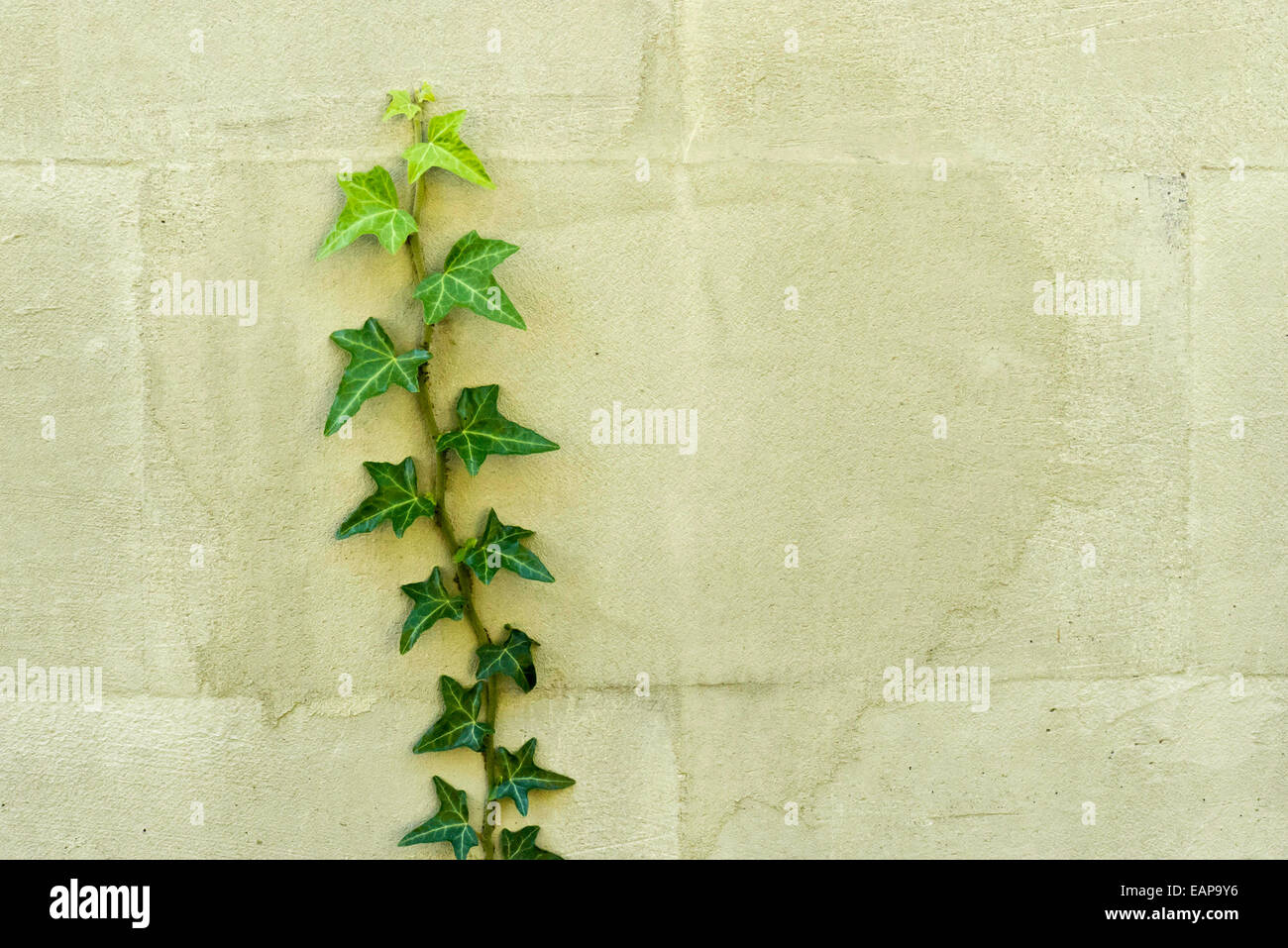 La planta de hiedra creciendo en una pared. Foto de stock