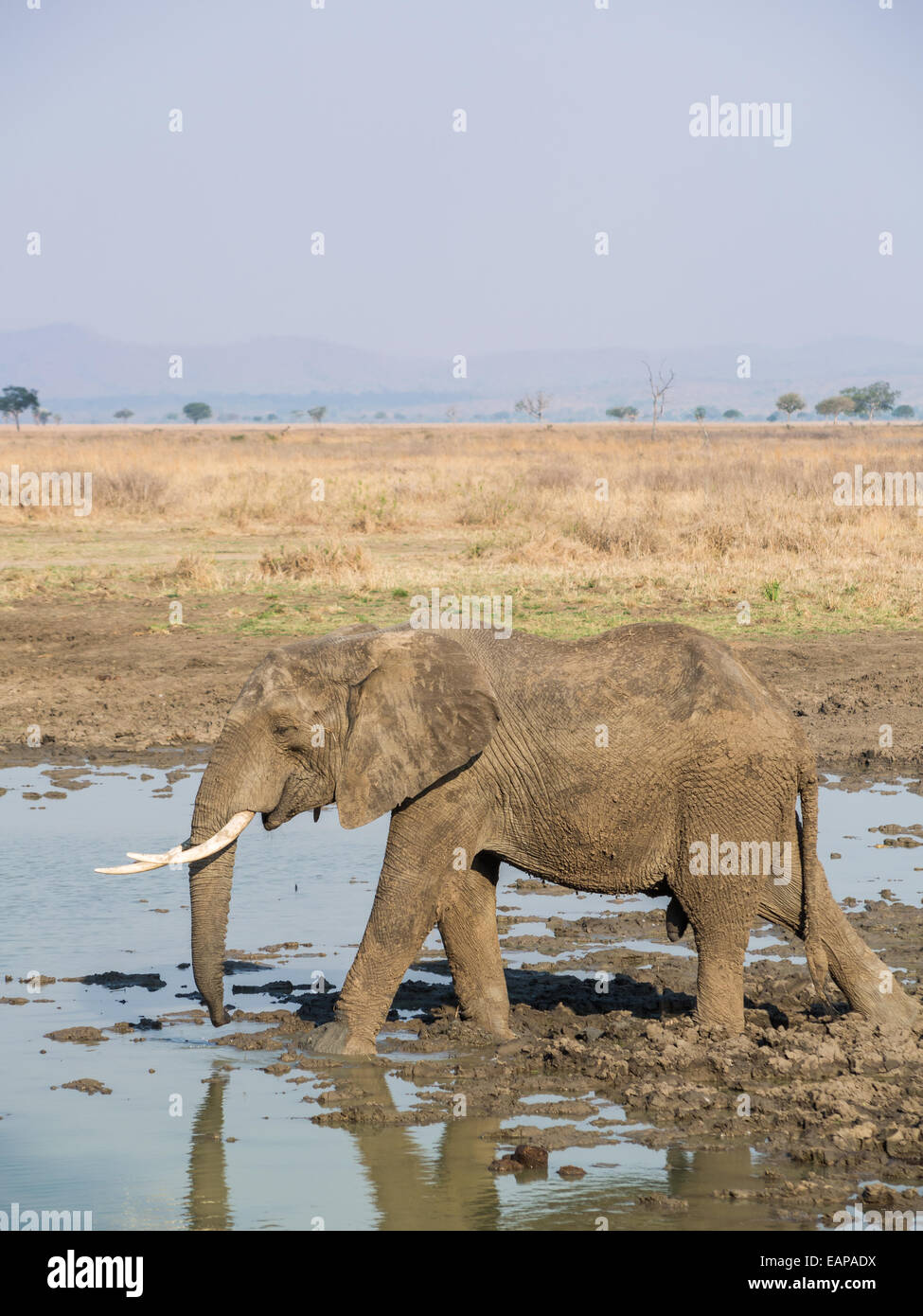 Foto vertical de un elefante macho adulto con caninos de agua potable en la sabana en el parque nacional en Tanzania, África. Foto de stock