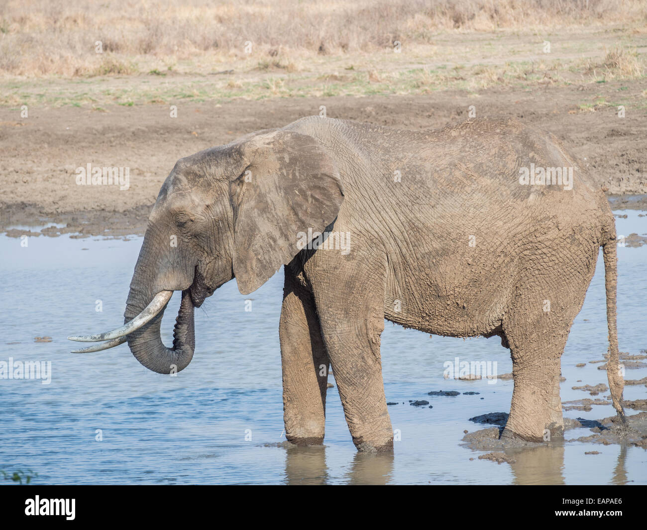 Agua potable de elefantes en la sabana de Tanzania, África. Foto de stock
