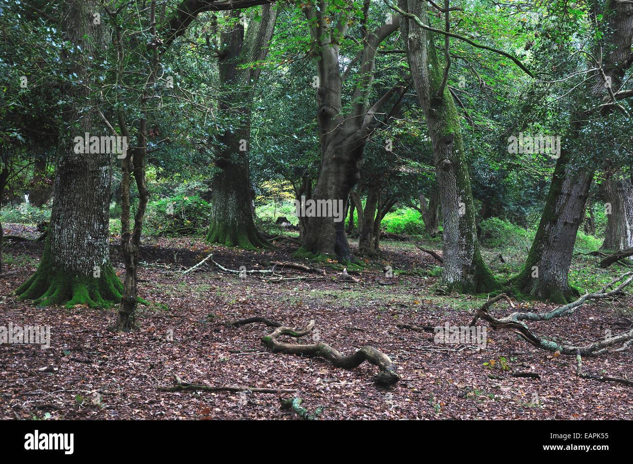 Madera Rans, Parque Nacional de New Forest, Hampshire, Reino Unido Foto de stock