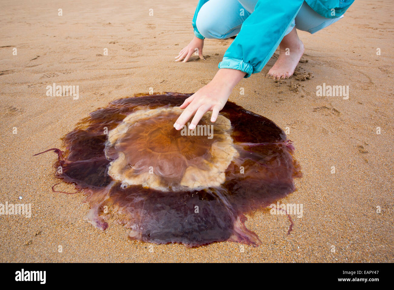 Los leones de melena medusas, Cyanea en capillata arrastrado sobre una playa Nothumberland. El cambio climático está provocando que el número de medusas en aumento en todo el mundo. Foto de stock
