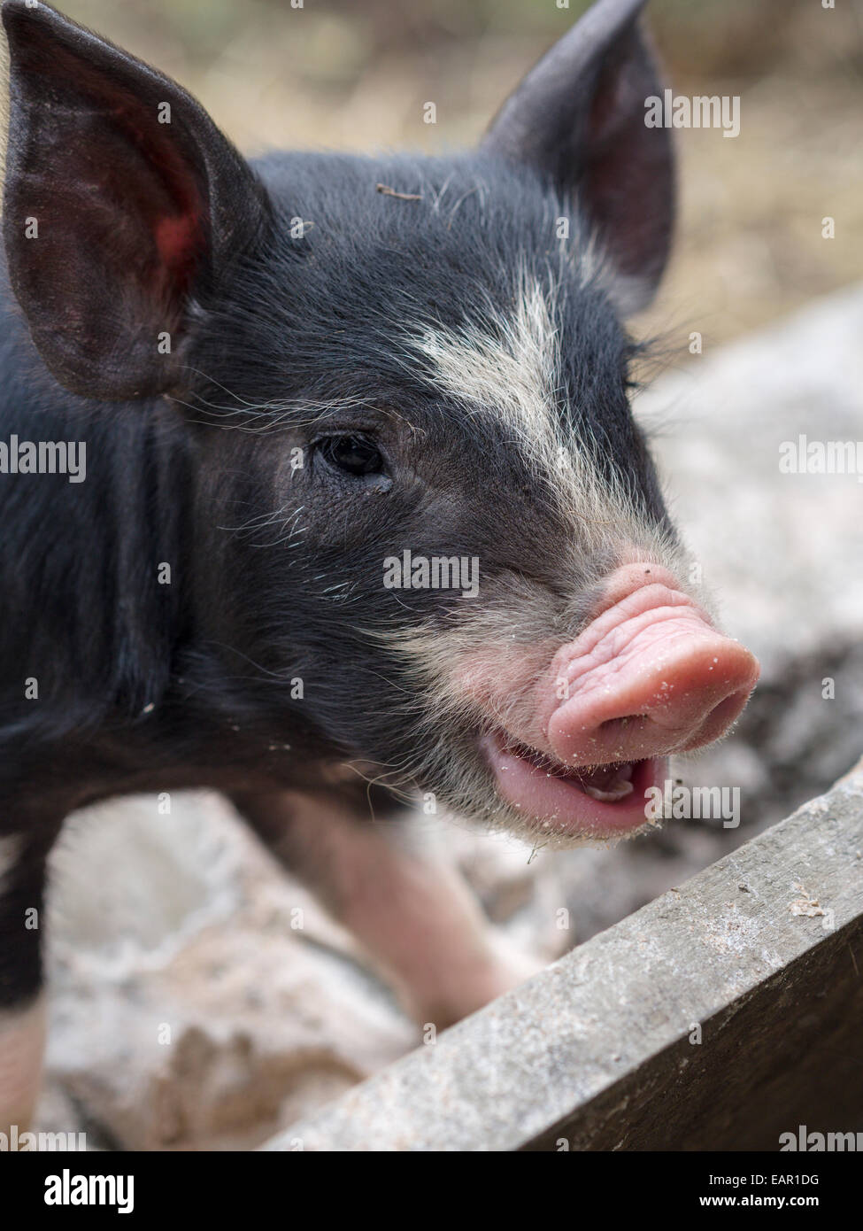Lechón o cerdo bebé. Una joven raza porcina del patrimonio. Blanco y negro con un hocico rosado. Un lechón. Foto de stock
