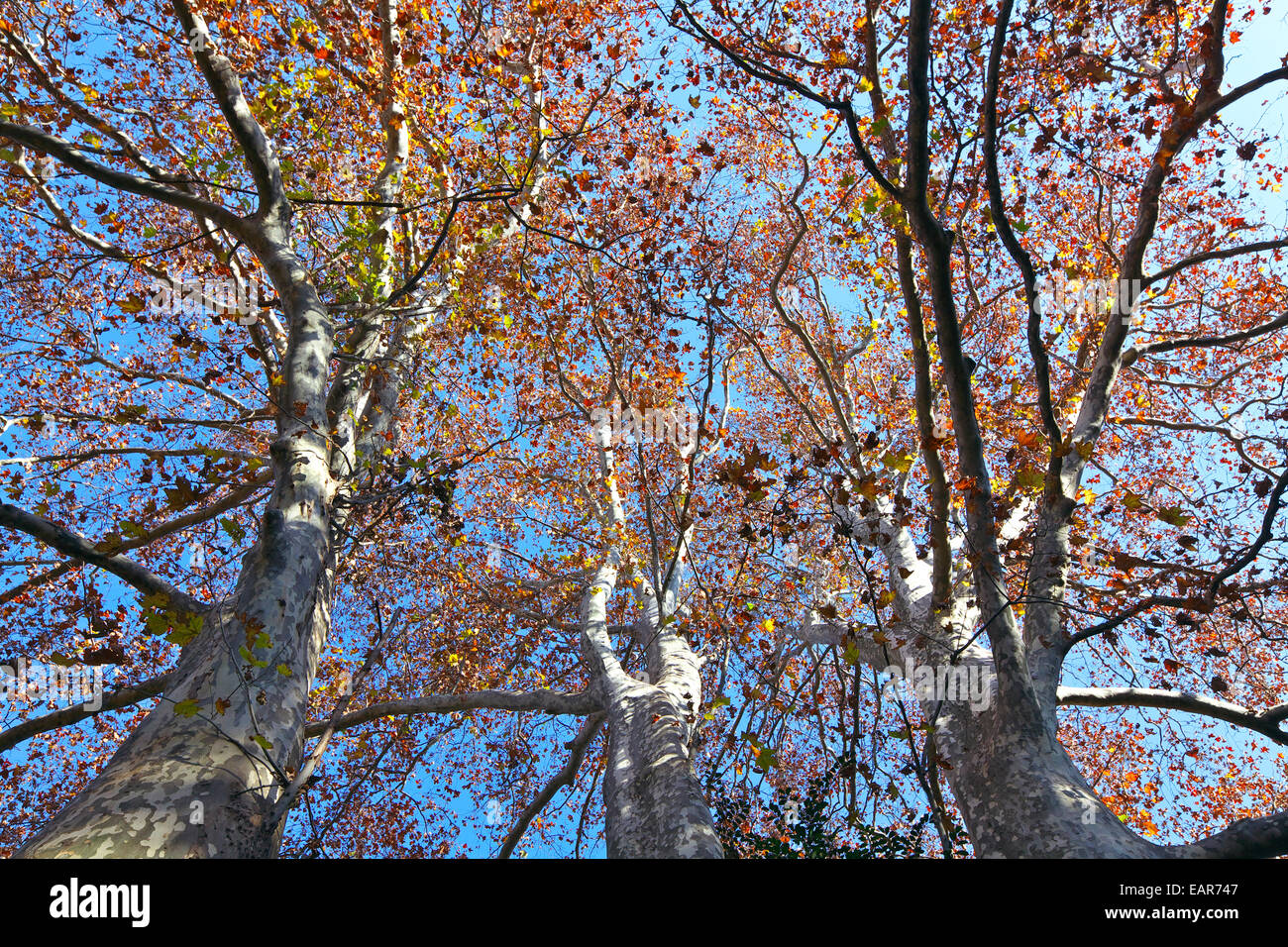Londres Planetree Foto de stock
