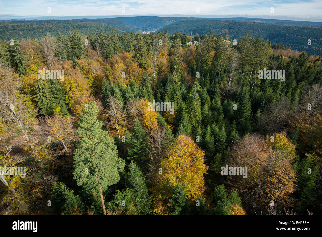 Mezcla de bosques otoñales, a vista de pájaro, el norte de la Selva Negra, en el Estado federado de Baden-Württemberg, Alemania Foto de stock