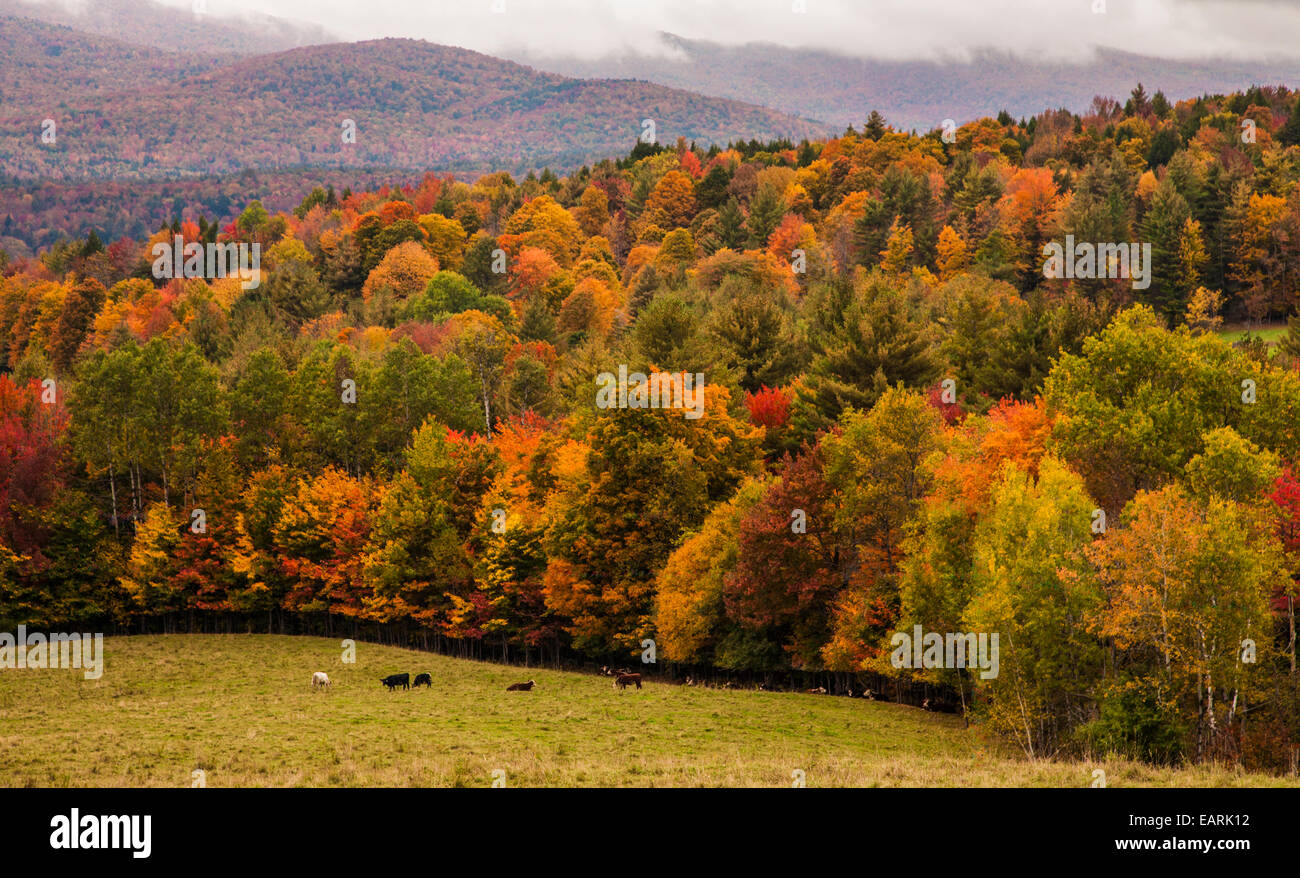 Coloridos árboles de otoño, montañas, paisaje de otoño escénico en las zonas rurales Vermont, otoño de Nueva Inglaterra otoño otoño otoño color bosque, colorido paisaje EE.UU.. Foto de stock