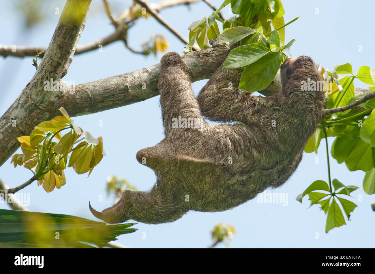 Brown Throated pereza Bradypus variegatus Panamá Foto de stock