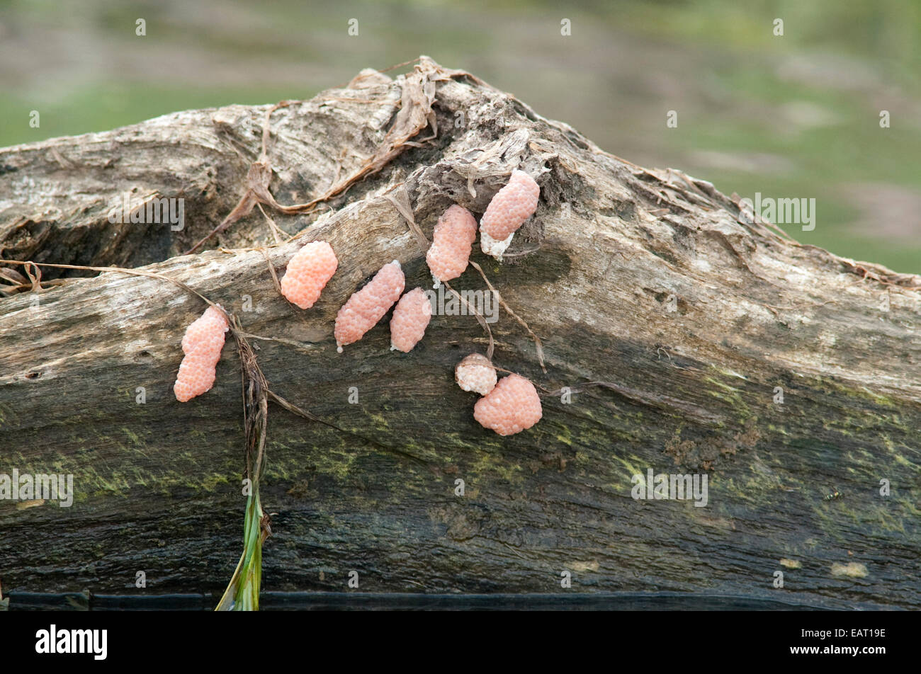 Los huevos de los caracoles manzana Pomacea sp Panamá Foto de stock