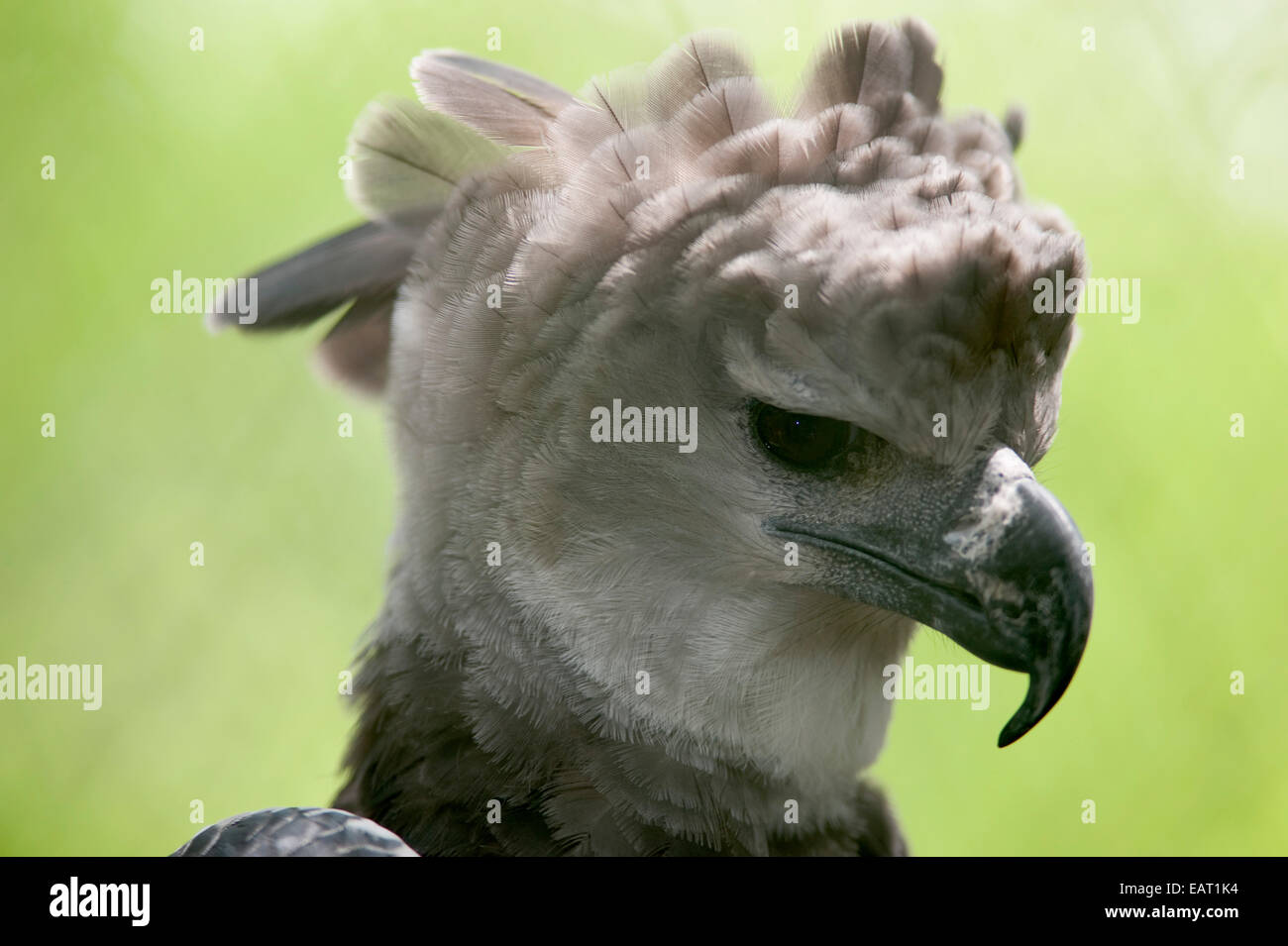 Arpía águila fotografías e imágenes de alta resolución - Alamy