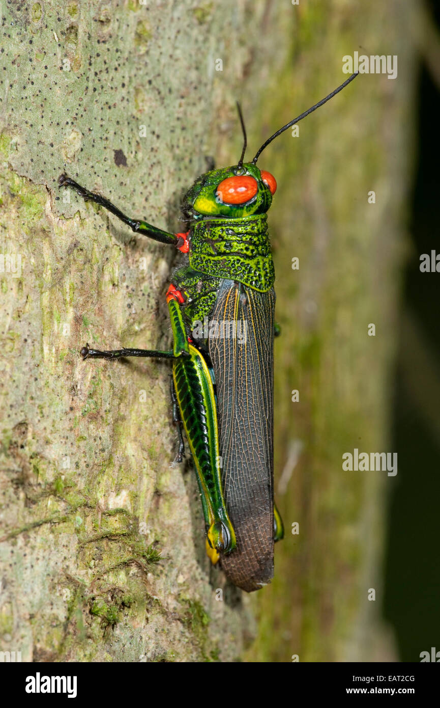Ojos rojos Grasshopper Coscineuta coxalis Panamá Foto de stock