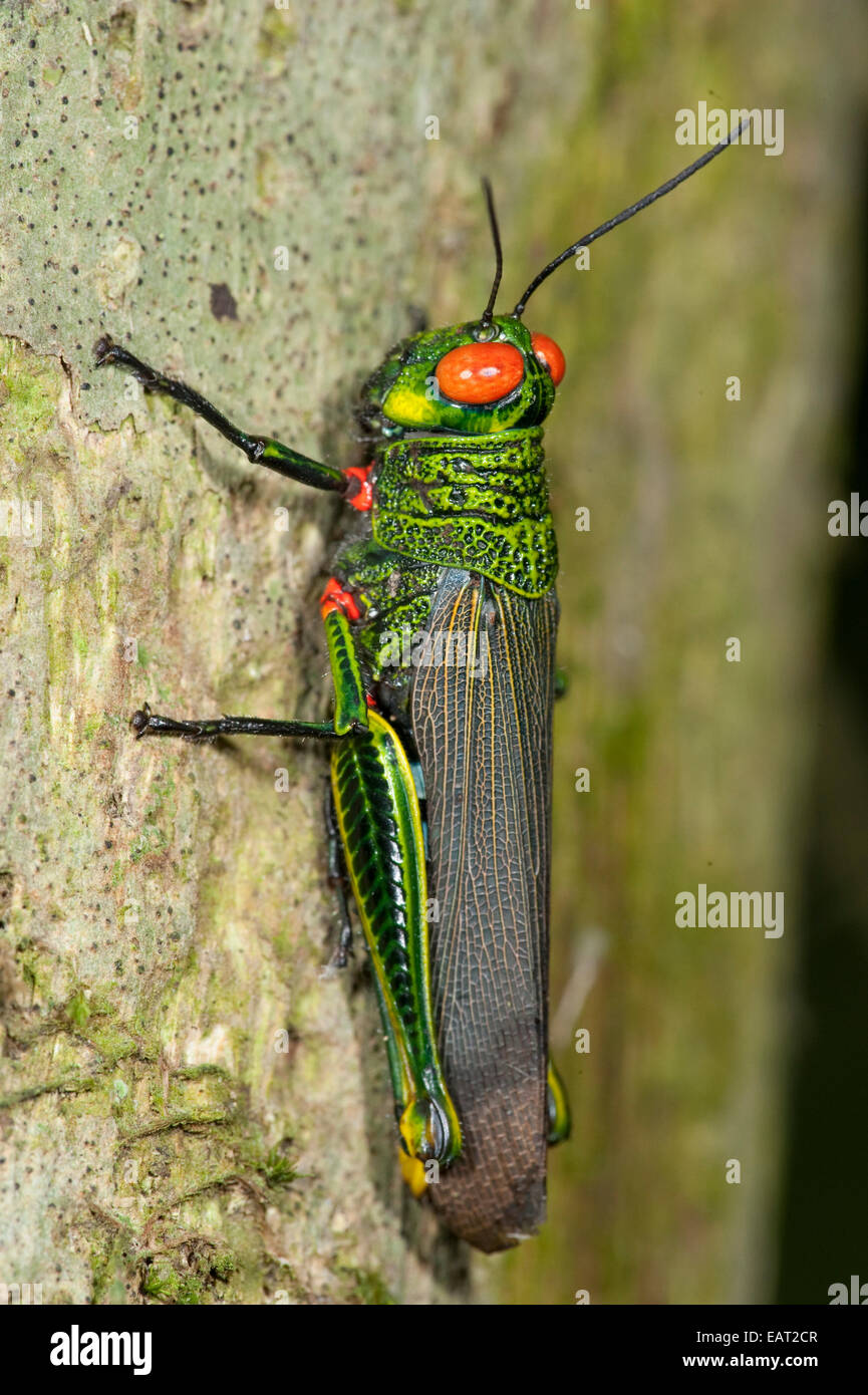 Ojos rojos Grasshopper Coscineuta coxalis Panamá Foto de stock