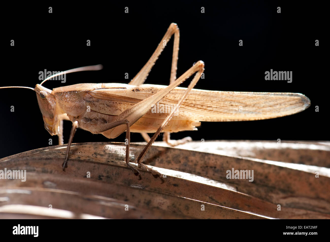 Grasshopper Acrididae sp. Panamá Foto de stock