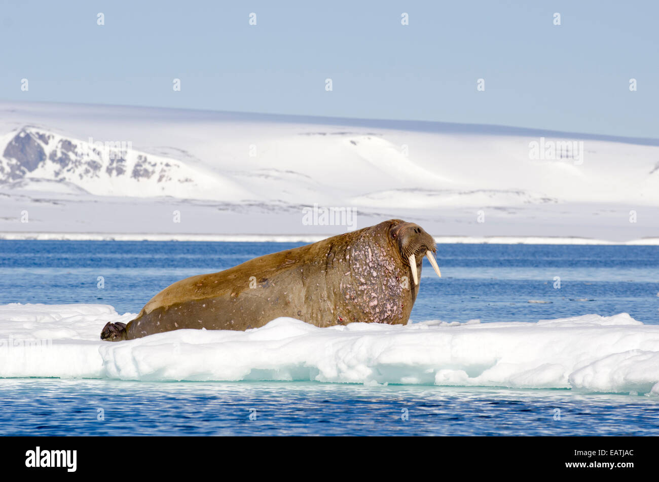 Cicatrices Odobenus rosmarus morsa, masculino, en el mar de hielo. Foto de stock
