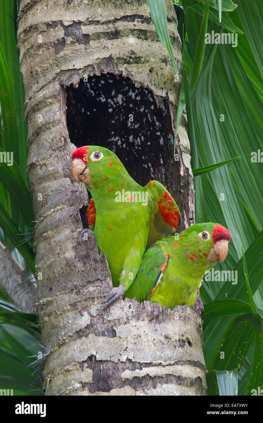 Un par de crimson liderado pericos en una Palm Tree Hollow nido Fotografía  de stock - Alamy