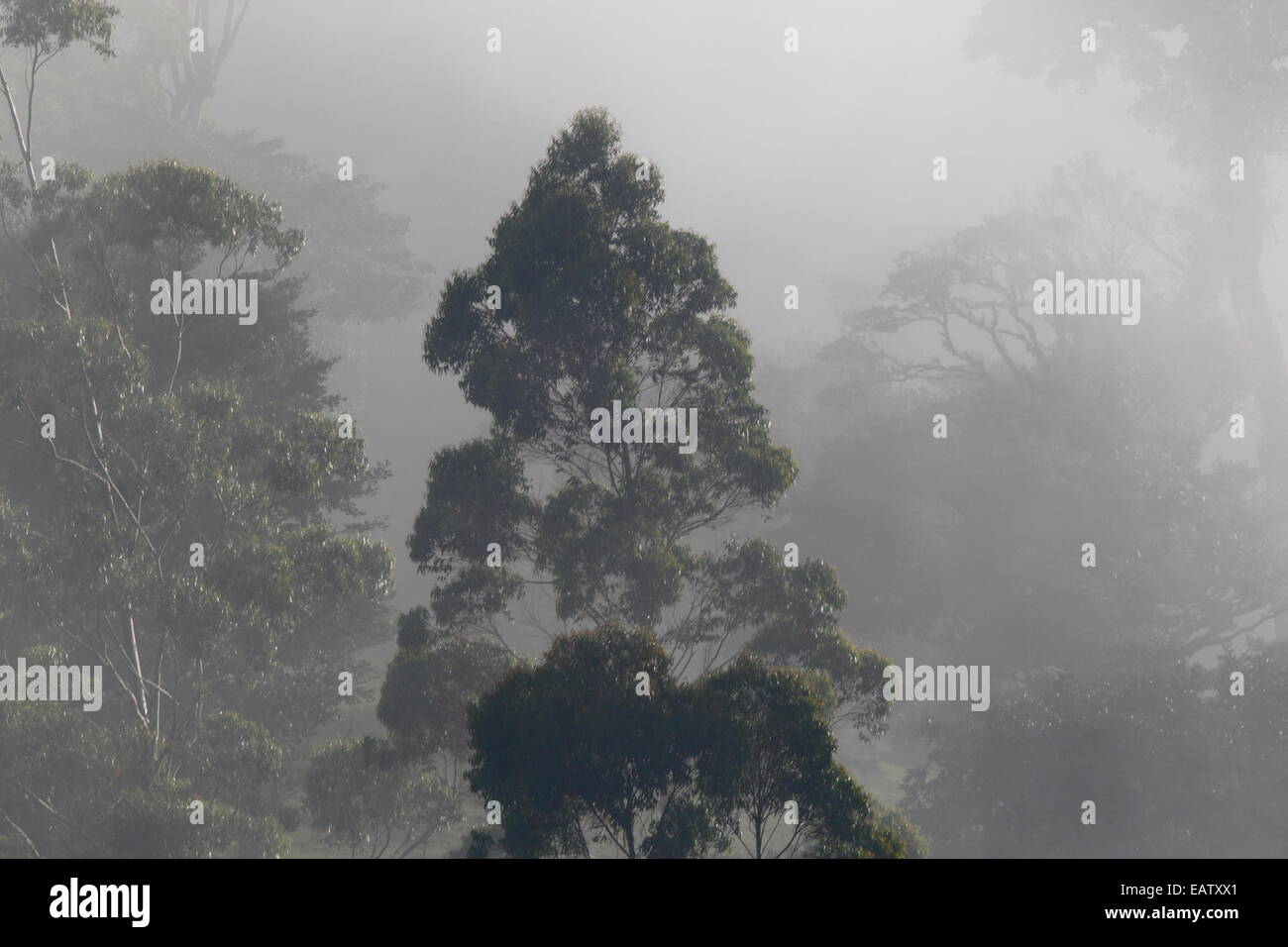 Un paisaje cubierto de niebla en un bosque nuboso. Foto de stock