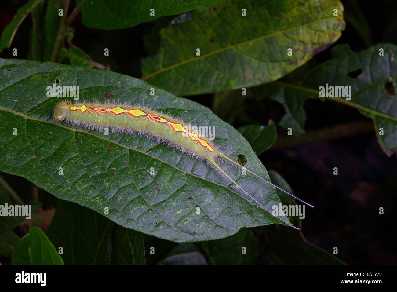Caterpillar no identificada con larga cola de apéndices comiendo una hoja. Foto de stock