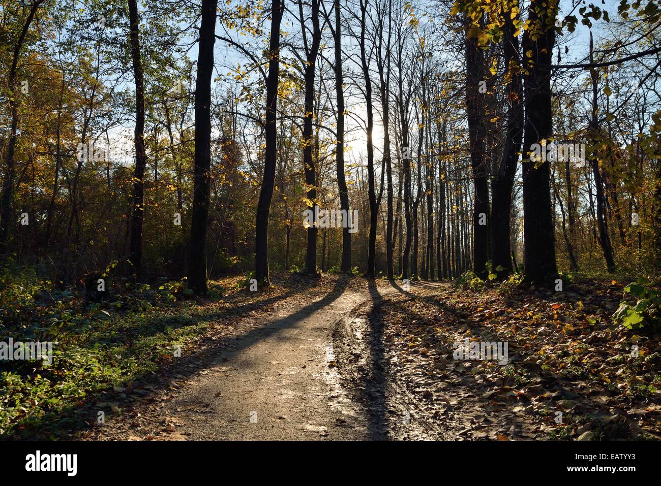 Retroiluminación de árboles en el parque de Monza Foto de stock