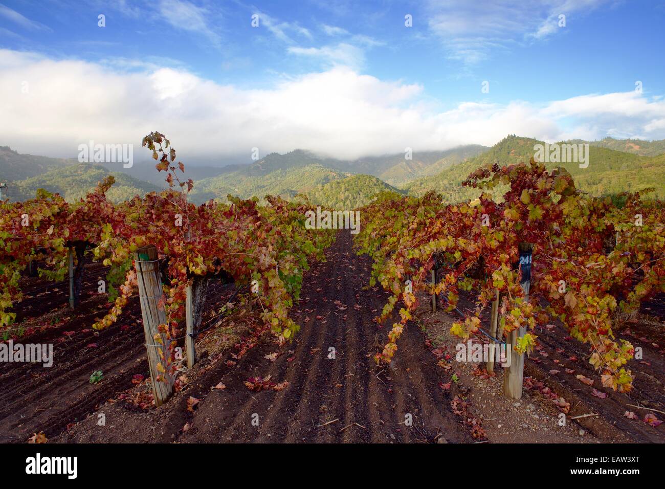 Viñedos en otoño de color en el Napa Valley Wine Country del norte de California. Hermosas vistas de los viñedos de la famo Foto de stock