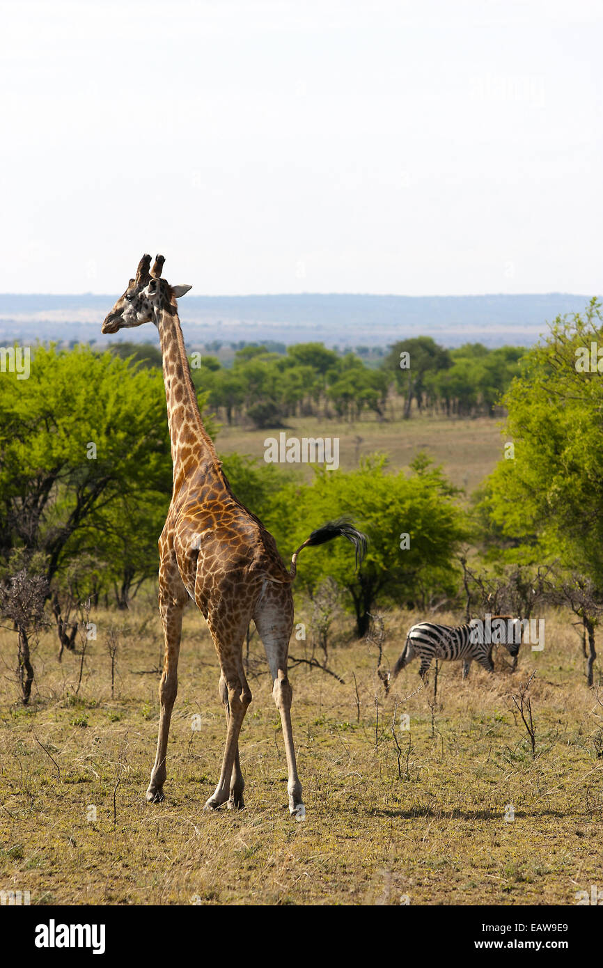 Jirafas en el Serengeti con zebra en segundo plano. Foto de stock