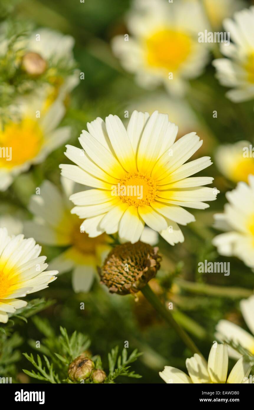 Garland chrysantemo (Glebionis coronaria var. Discolor syn. Pinardia