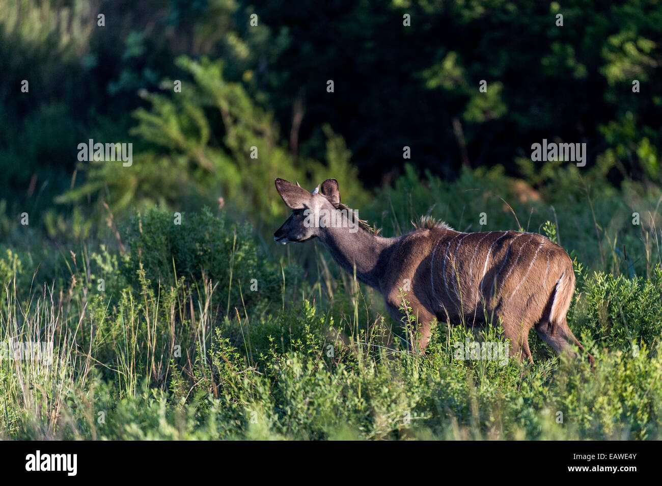 Una mayor Kudu está inmóvil escuchando ruidos del bosque al amanecer. Foto de stock