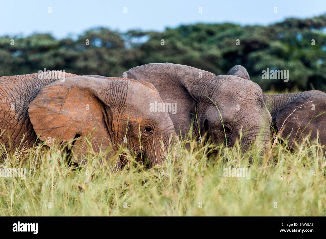 Una manada de elefantes africanos se alimentan en una llanura de tall hierba Spear. Foto de stock