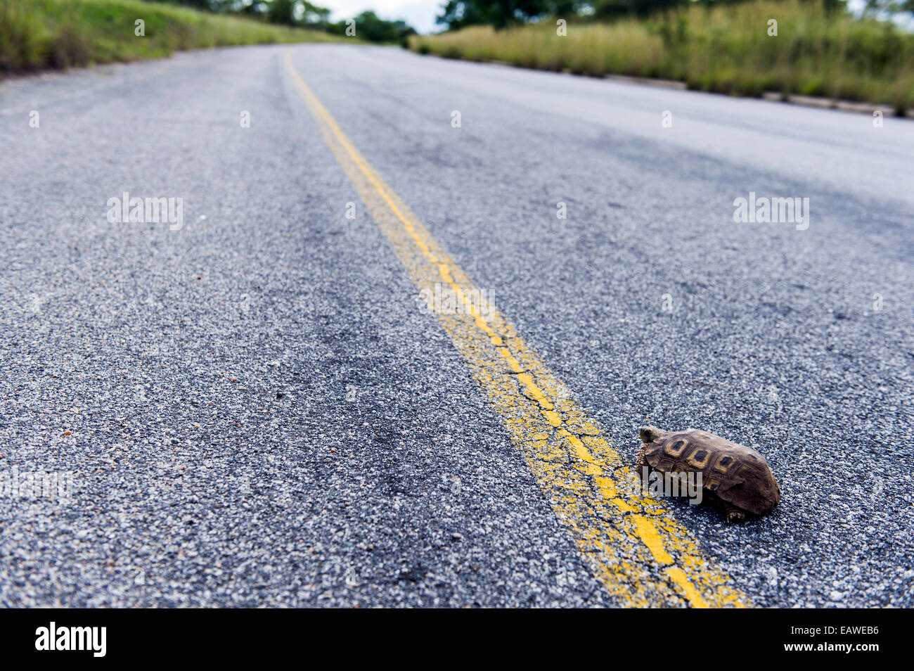 Un loro picuda tortuga en un peligroso viaje a través de una carretera. Foto de stock
