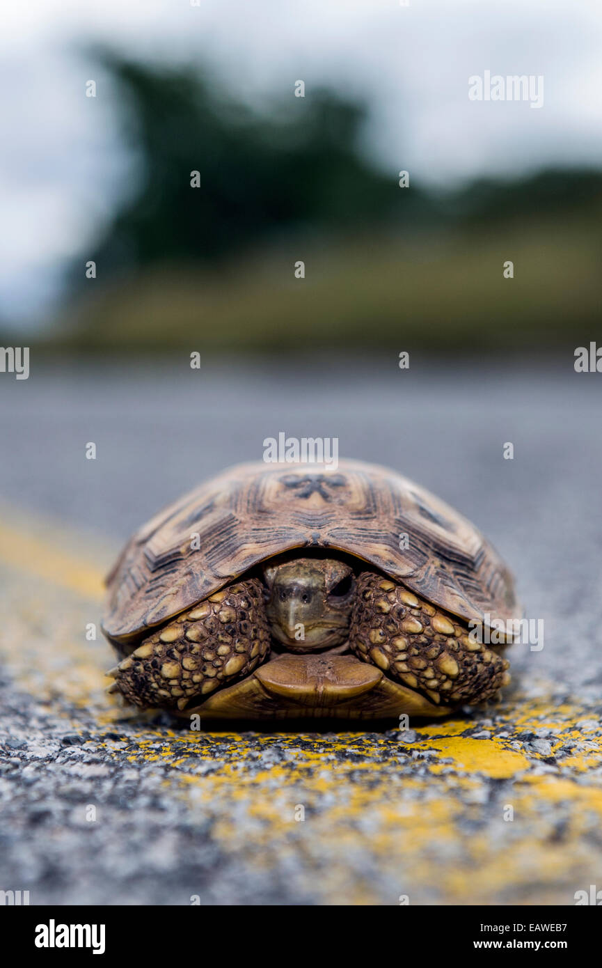 Un loro picuda tortuga en un peligroso viaje a través de una carretera. Foto de stock