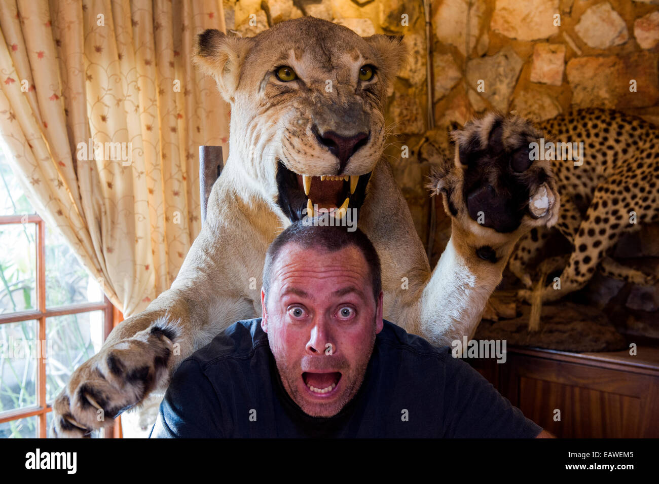 Un safari lodge rellenas león ataca a un hombre. Foto de stock