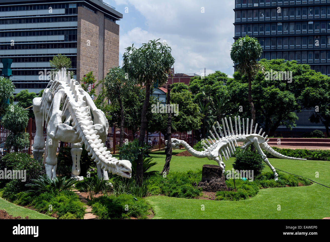 Esqueletos de dinosaurios saludar a los visitantes del Museo de Historia Natural. Foto de stock