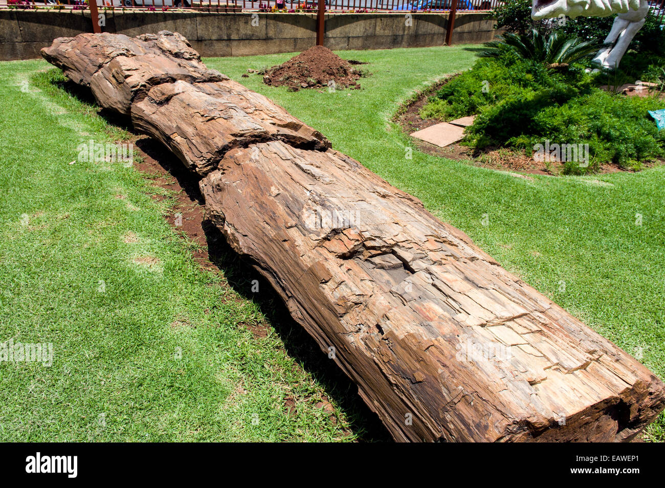 Un tronco de árbol fosilizadas y petrificadas en la entrada a un museo. Foto de stock