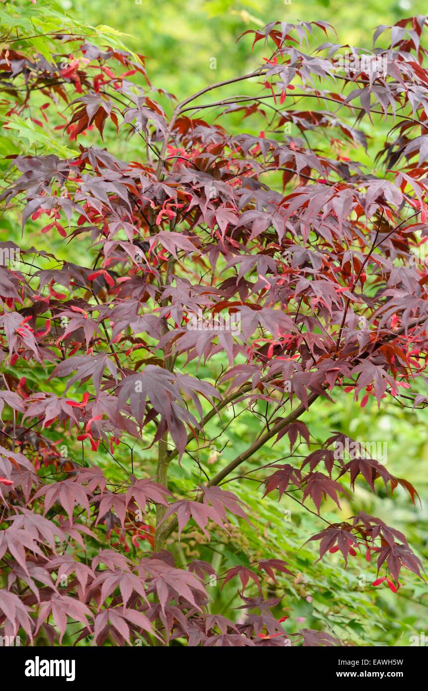 Arce japonés (acer palmatum 'bloodgood') Foto de stock